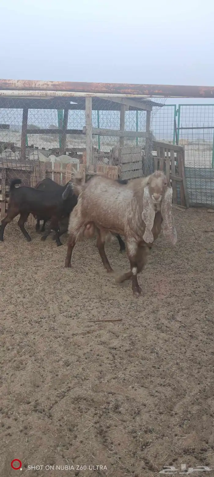 تيس للبيع صنف 2