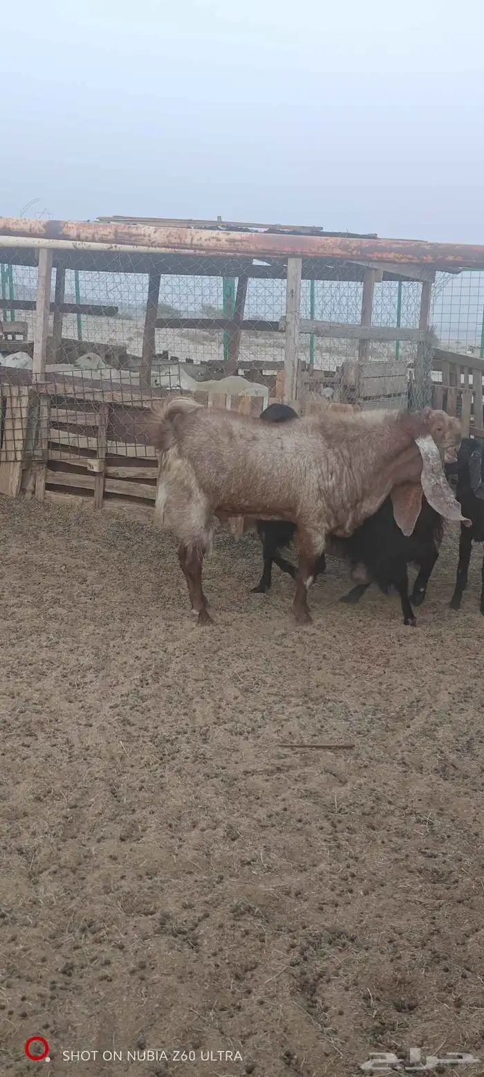 تيس للبيع صنف 1