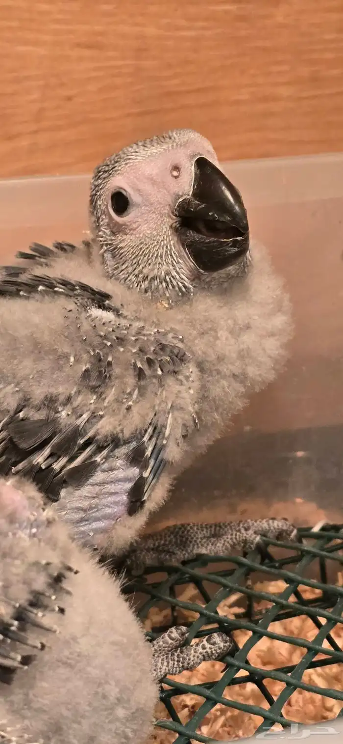 فرخ ببغاء كاسكو انتاج محلي اقساط 0