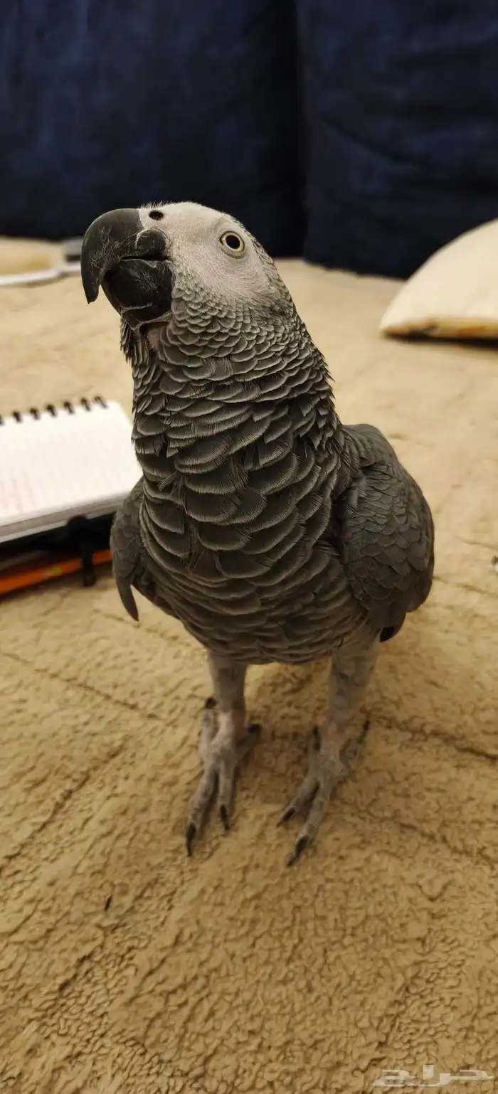 ببغاء افريقي كاسكو يتكلم في الوجه 2