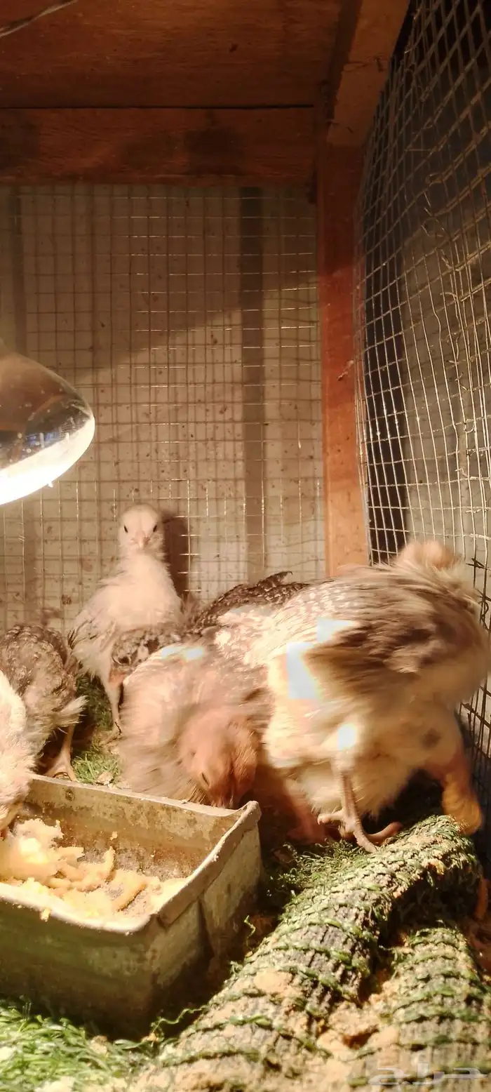 صيصان دجاج بلدي و فيومي للبيع 8