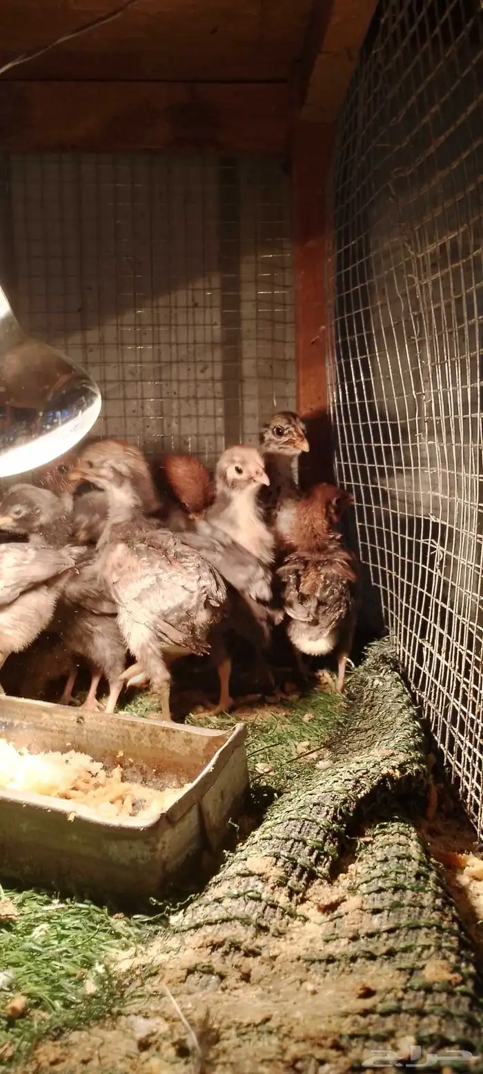 صيصان دجاج بلدي و فيومي للبيع 1