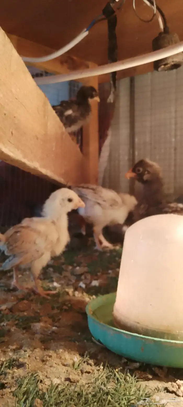 صيصان دجاج بلدي و فيومي للبيع 2