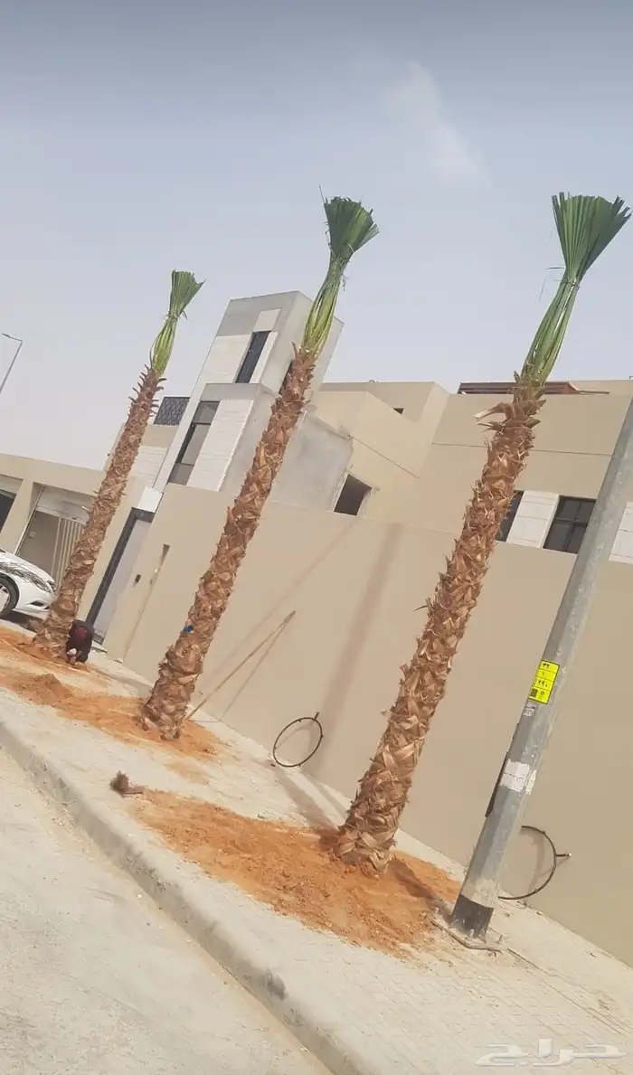 تخيل وشنطن ونخيل عربي 0