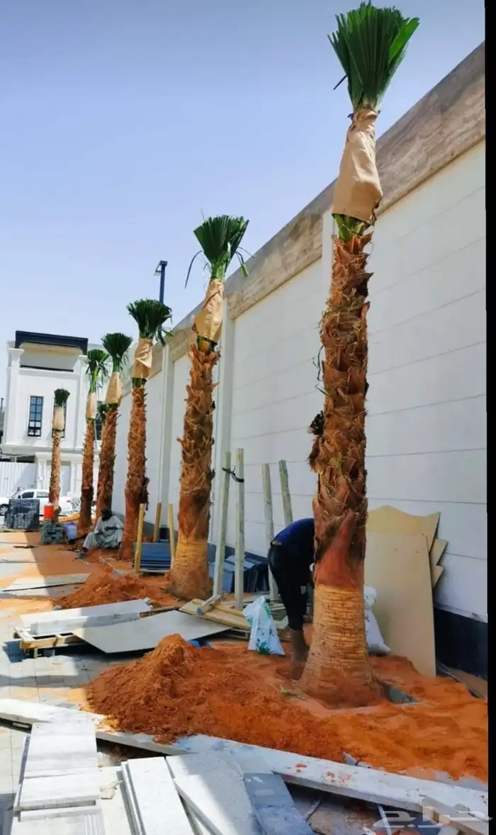 تخيل وشنطن ونخيل عربي 1