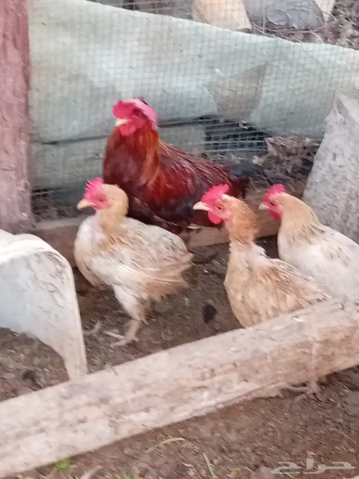 دجاج بلدي مشكل 2