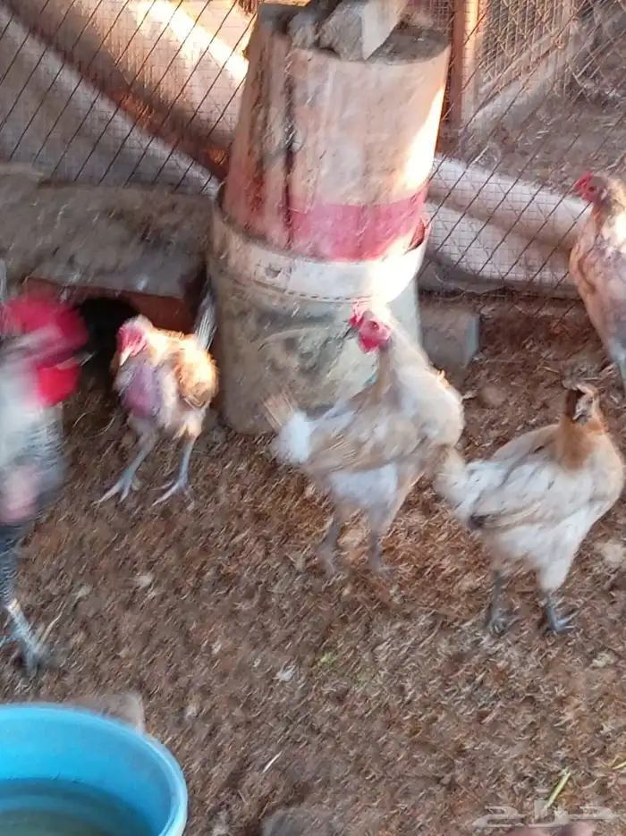 دجاج بلدي مشكل 3