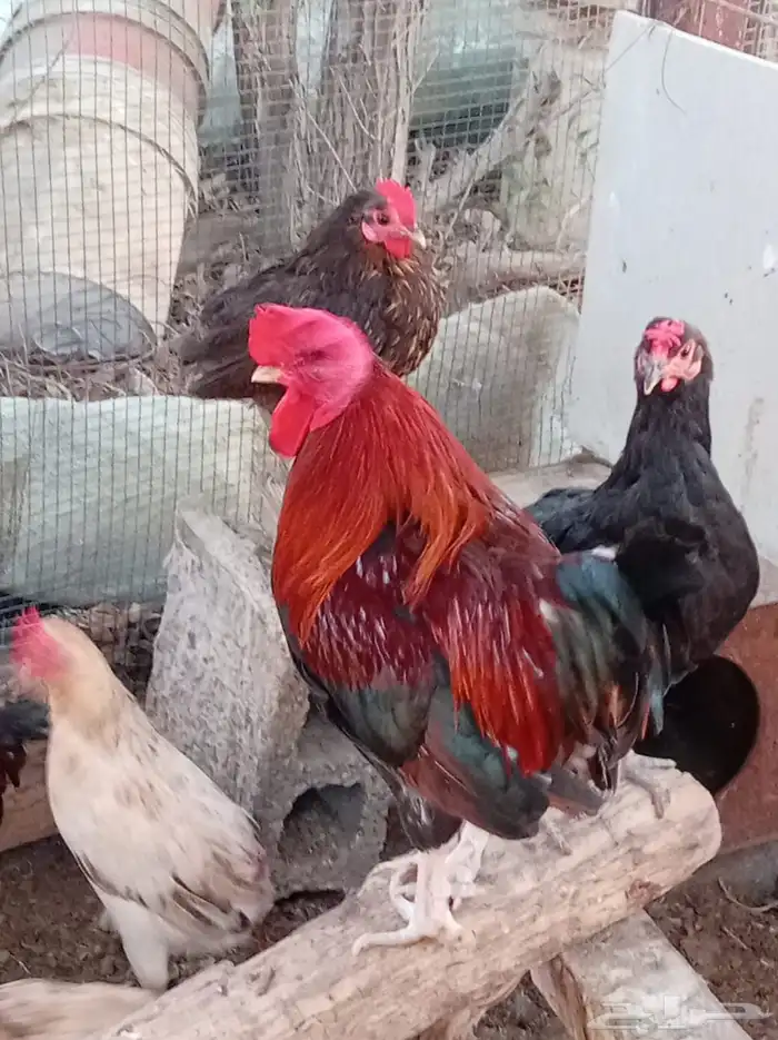 دجاج بلدي مشكل 0