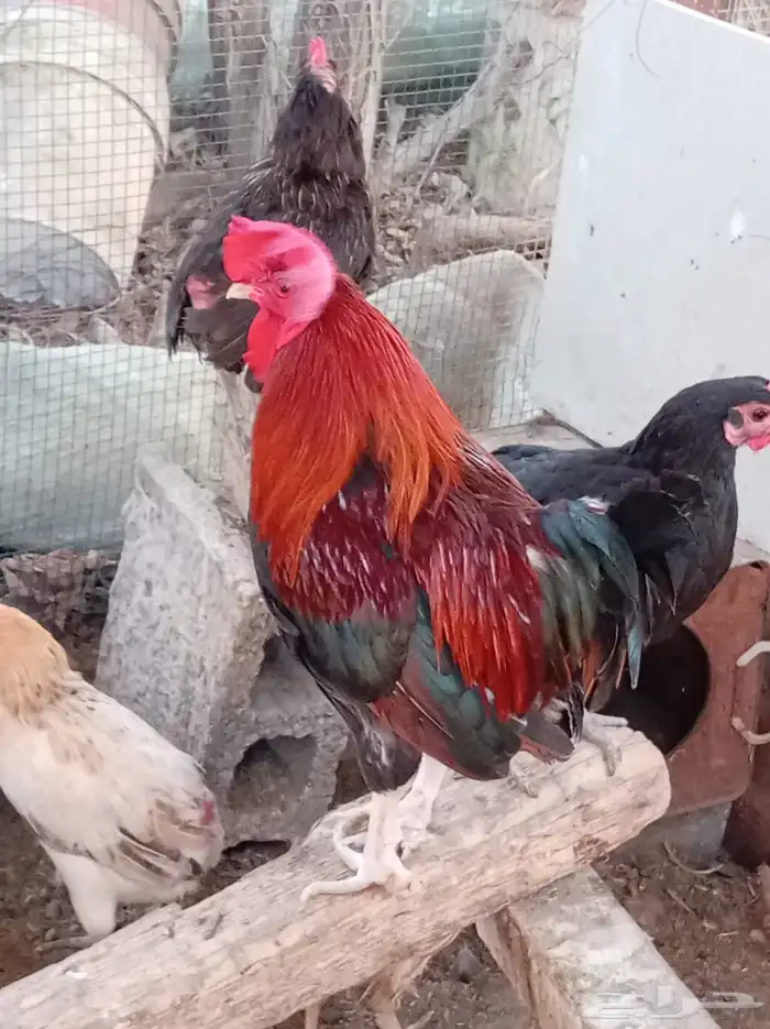 دجاج بلدي مشكل 1