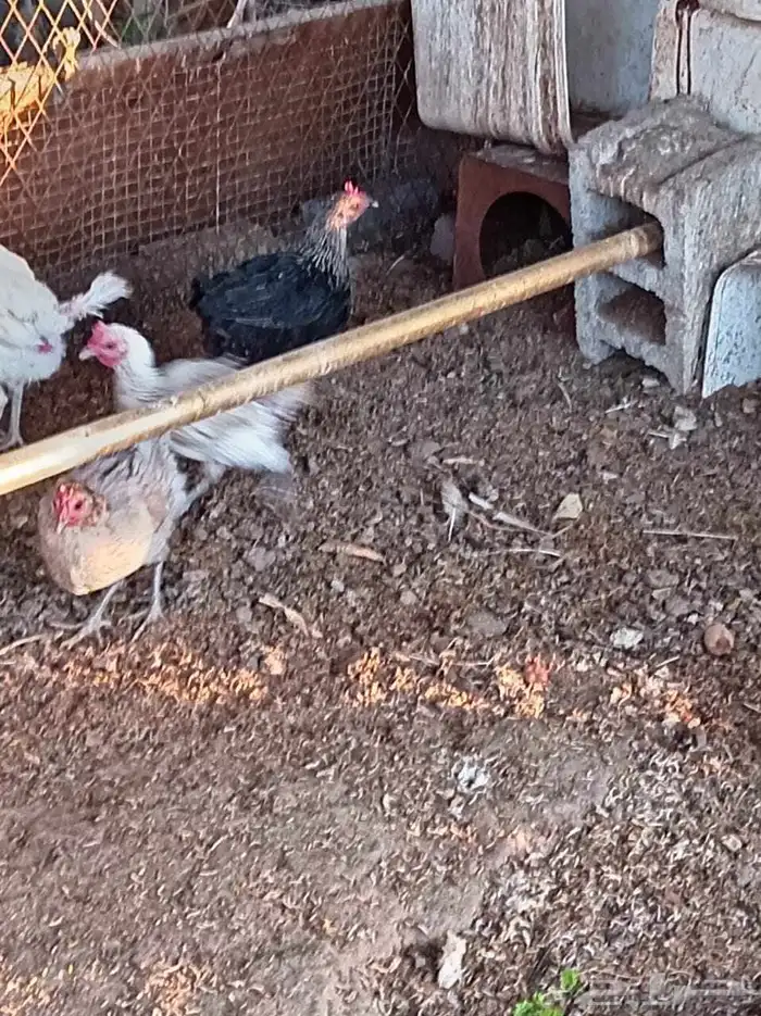 دجاج بلدي مشكل 5