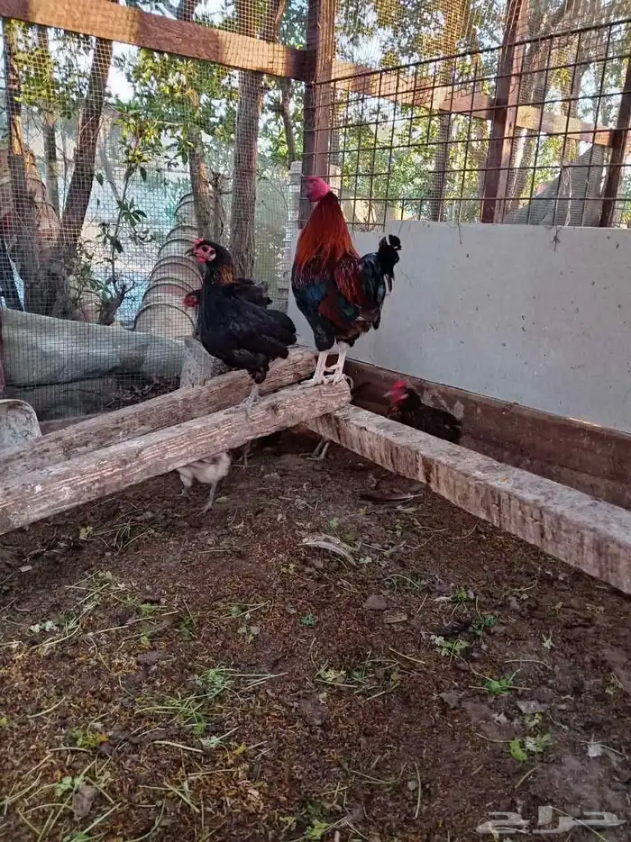 دجاج بلدي مشكل 7