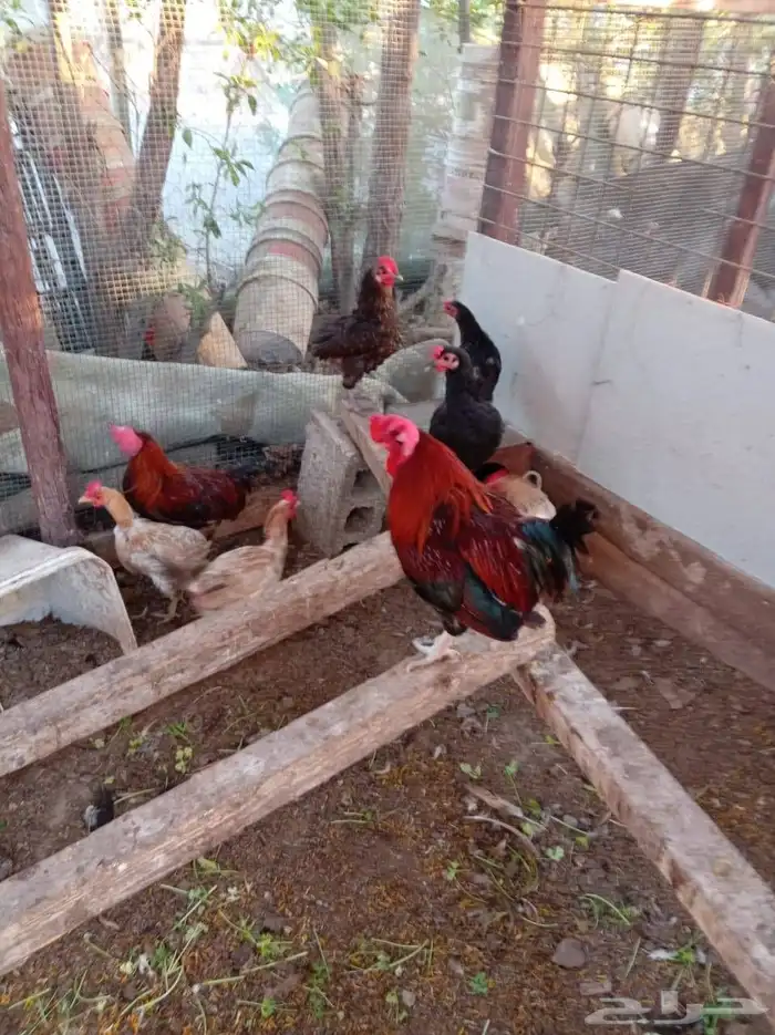 دجاج بلدي مشكل 8