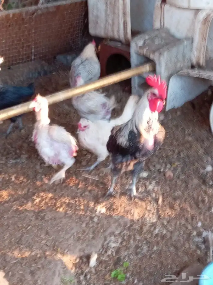 دجاج بلدي مشكل 4