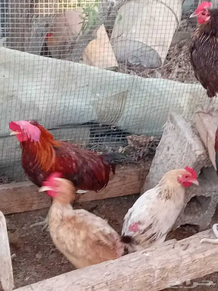 دجاج بلدي مشكل 9
