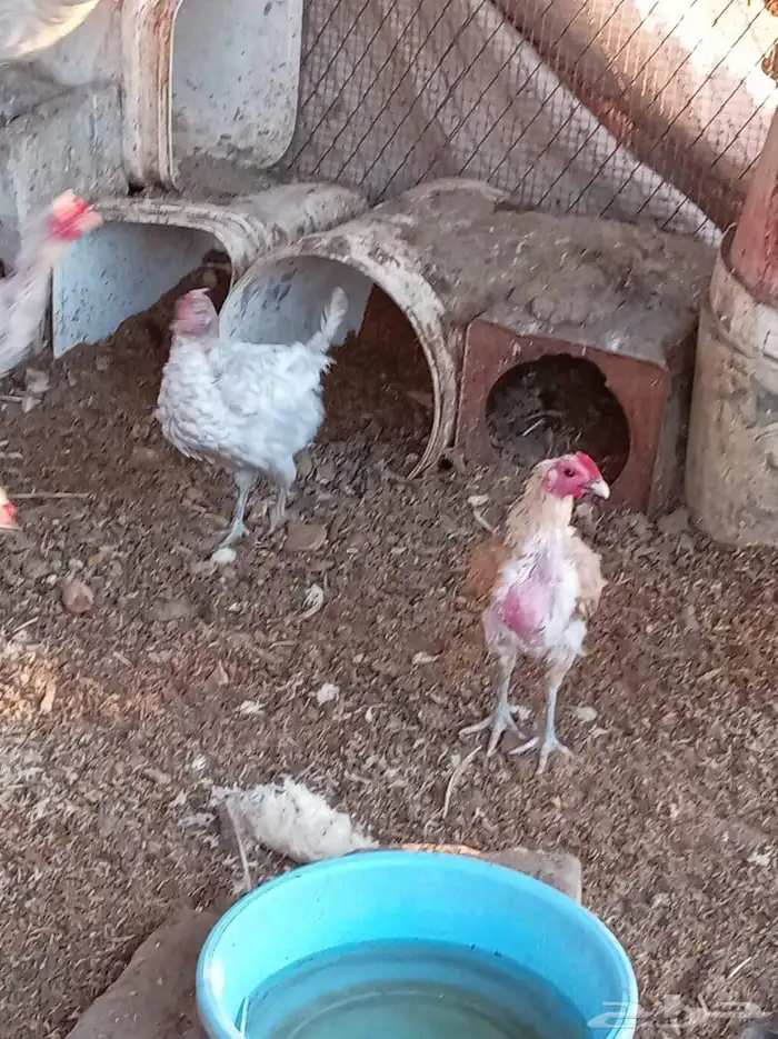 دجاج بلدي مشكل 6