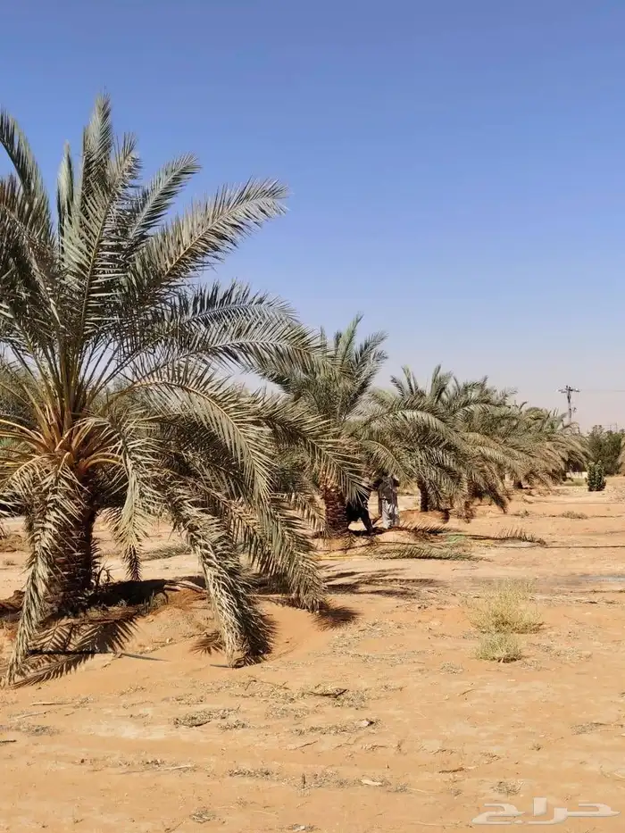يوجد لدينا جميع انواع النخل عربي ووشنطني من متر الى سته متر 2