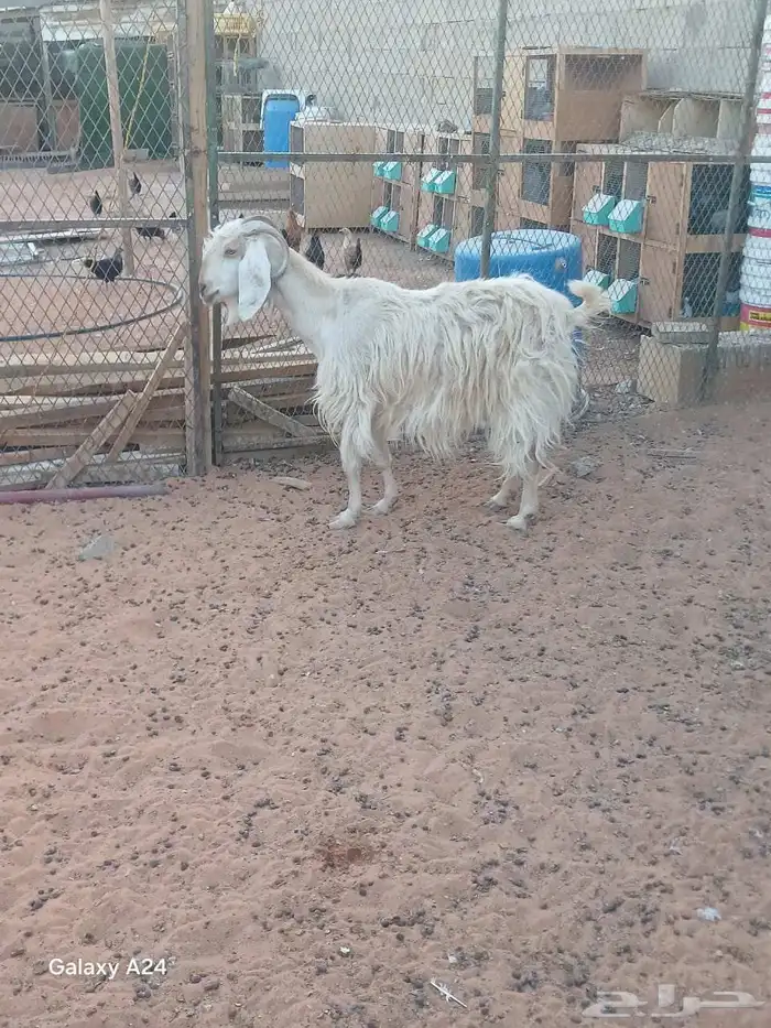 البيع 4 معزا 6