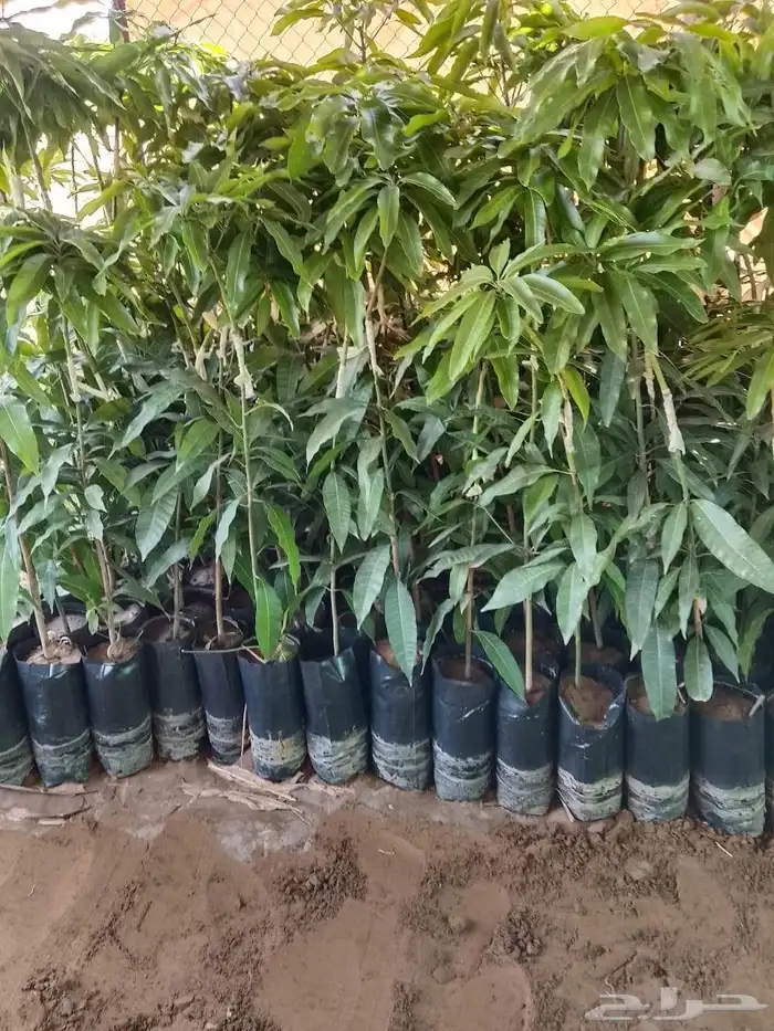 شتلات مانجو 0