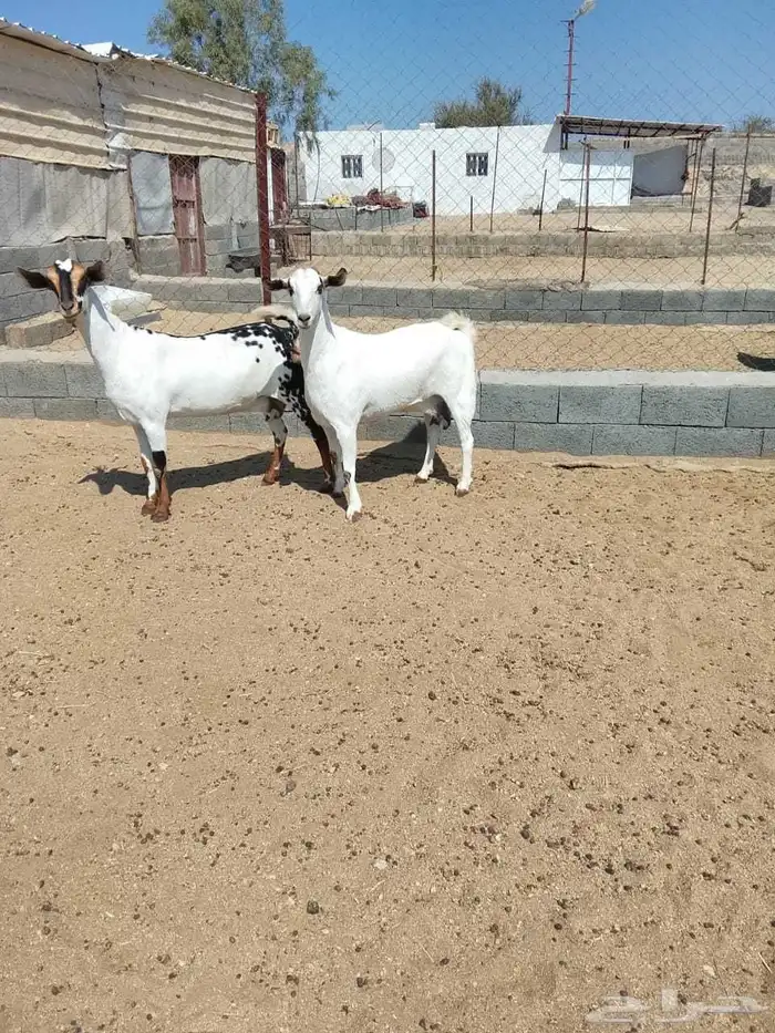 معزاء بيشيه بيع ولا بدل 2