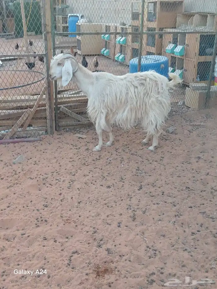 البيع 4 معزا 7