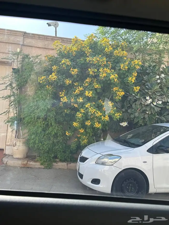 مشاتل الرياض 0