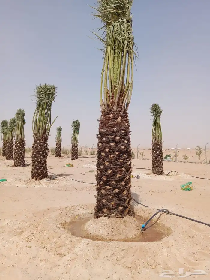 نخيل عربي وشطني زينه لتوصل 0