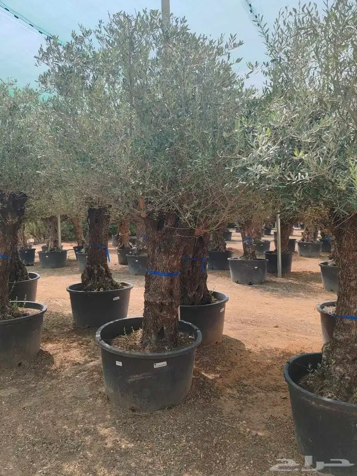 شجر اسباني مورد بكل احاجمه شجر بياض الوجه 7