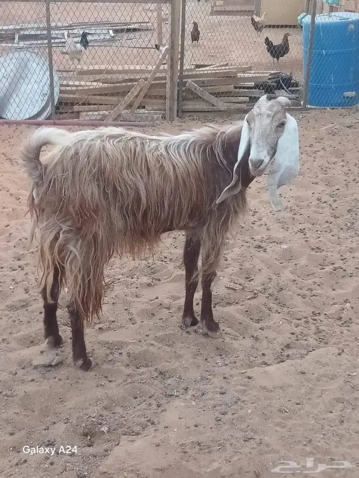 البيع 4 معزا 4