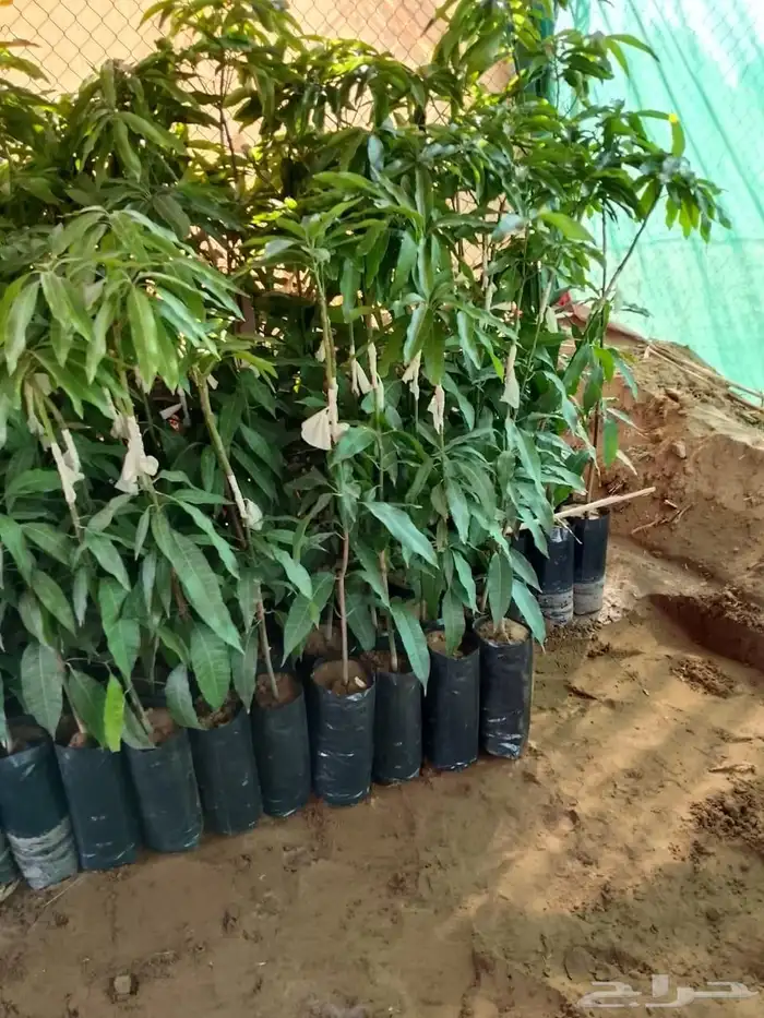 شتلات مانجو 2