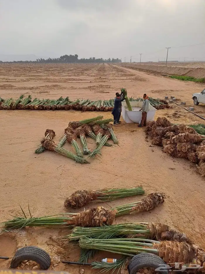 نخيل عربي وشطني زينه لتوصل 4