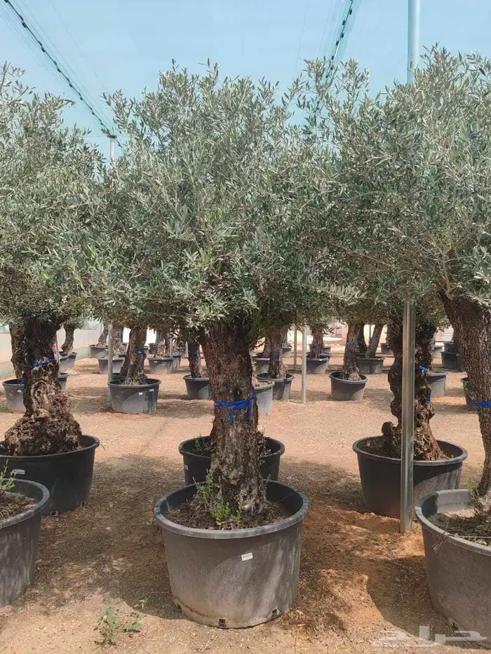 شجر اسباني مستورد شجر طيب من الاخر بجميع احجامه 4