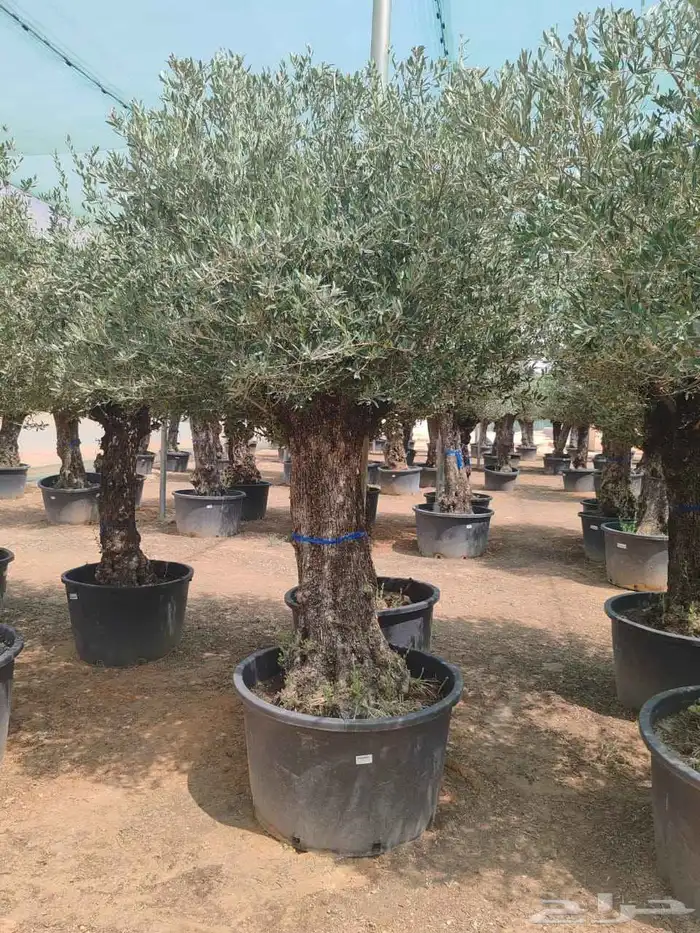 شجر اسباني مورد بكل احاجمه شجر بياض الوجه 2