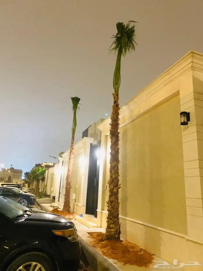 نخل واشنطني رينه ابومروحه درجه اولى 4