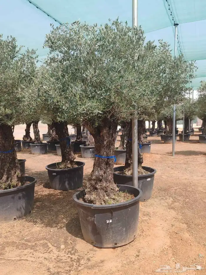 شجر اسباني مورد بكل احاجمه شجر بياض الوجه 8