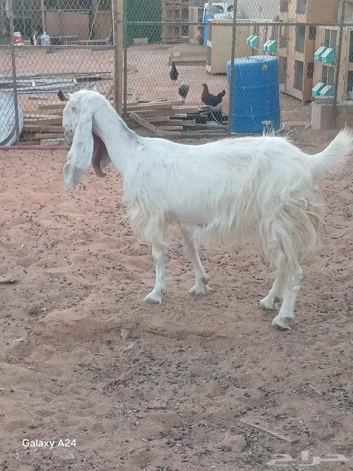 البيع 4 معزا 0