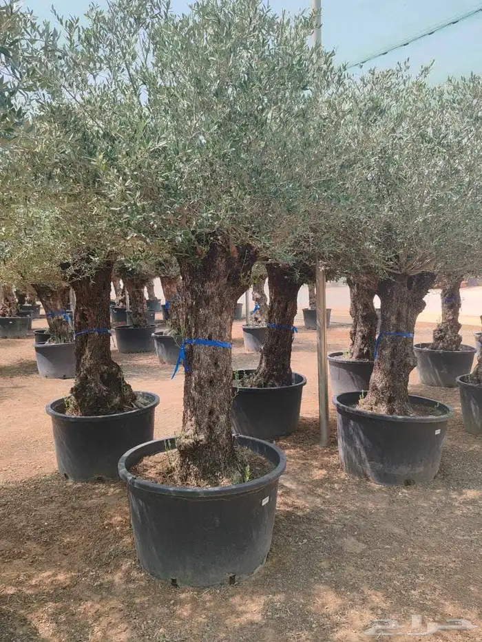 شجر اسباني مستورد شجر طيب من الاخر بجميع احجامه 2