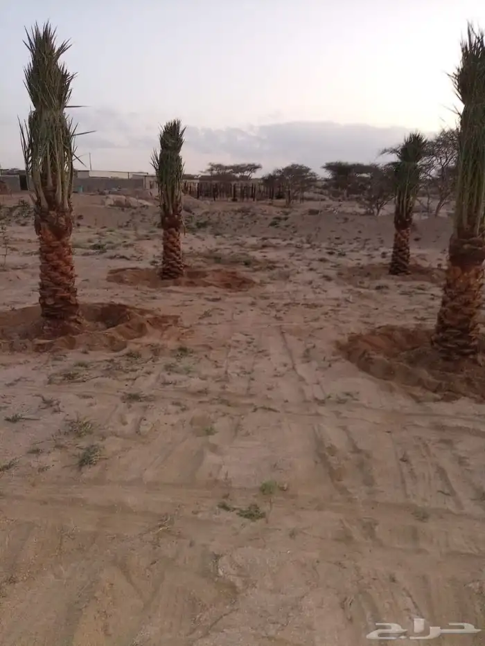 يوجدلدينا جميع انوان النخيل المثمرونخيل الزينه 5