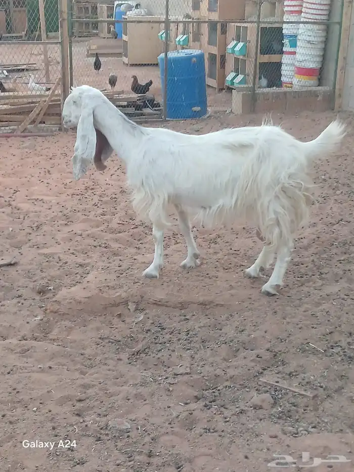 البيع 4 معزا 1