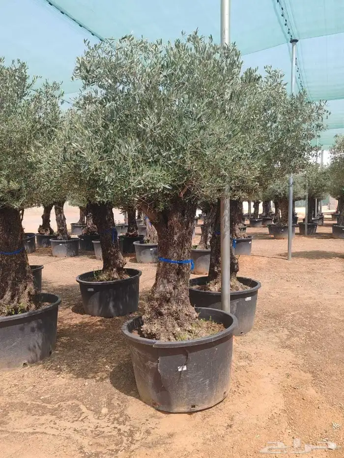 شجر اسباني مستورد شجر طيب من الاخر بجميع احجامه 3