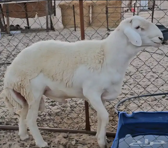 فحل حري كفو ثني 2