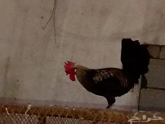 دجاج و ديك وبط 0