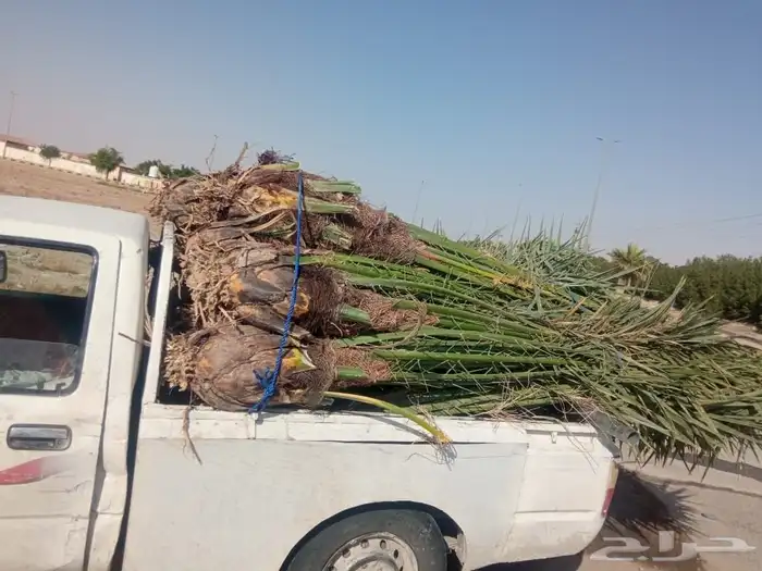 مقاول نخل عربي ونخل واشنطنيا مع اعماله قلع غرس تكريب وتحويض 7