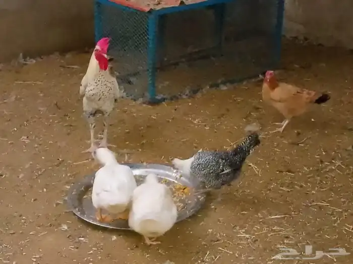 دجاج و ديك وبط 1