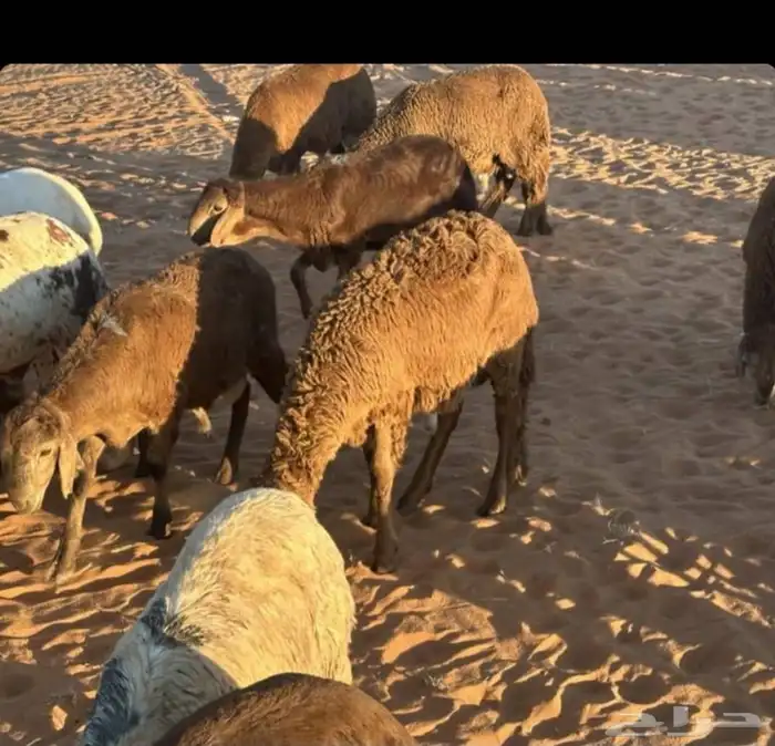 راعي غنم سوداني من السودان 0