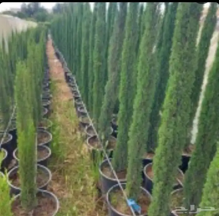 أشجار زيتون ونخل مثمرللبيع وأشجار بريه وتركيب الشبوك 2