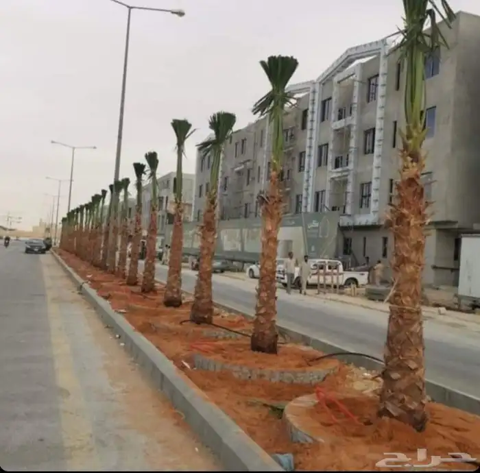 أشجار زيتون ونخل مثمرللبيع وأشجار بريه وتركيب الشبوك 4