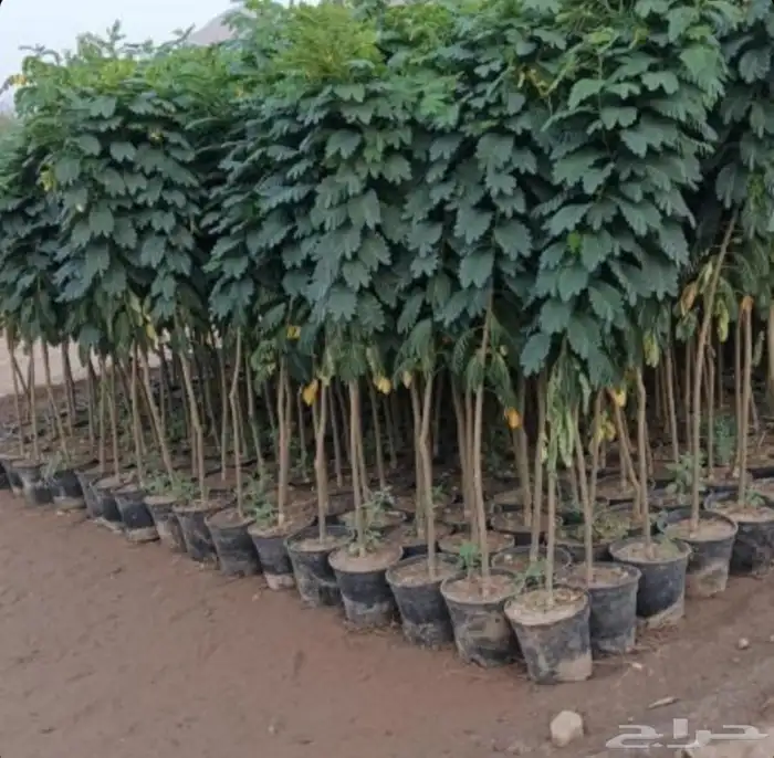 أشجار زيتون ونخل مثمرللبيع وأشجار بريه وتركيب الشبوك 3