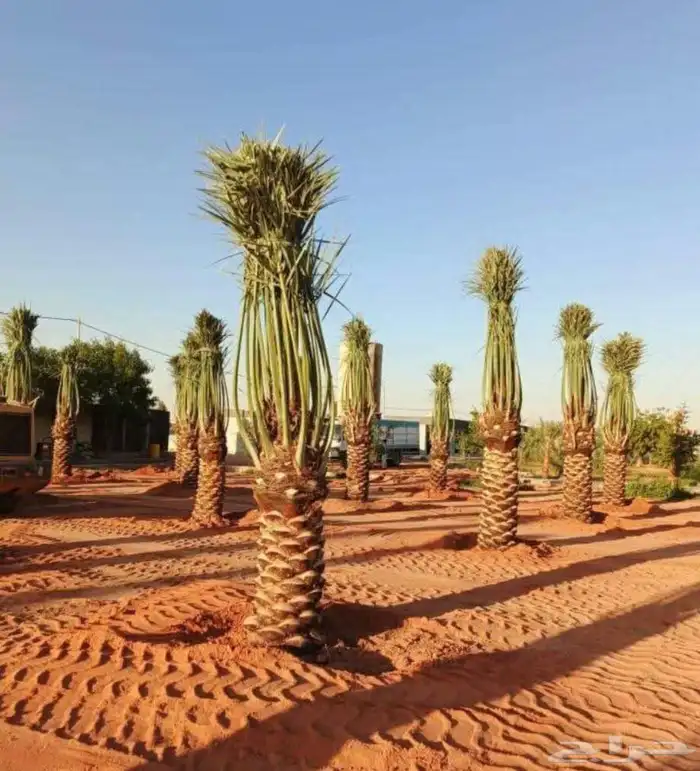 نقوم بتوريد جميع أنواع النخيل الوشنطني والعربي 8