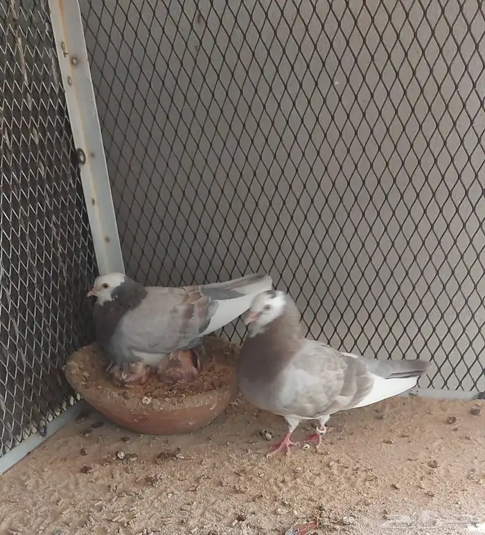 للبيع حمام برنجهام 1