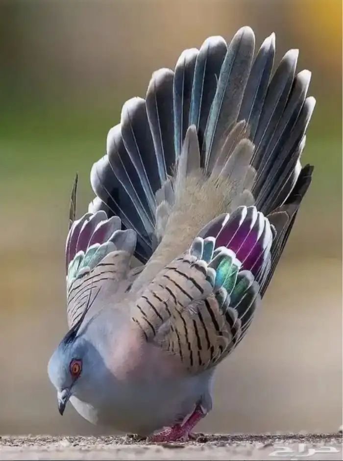 خلخليت اليف واجواز منتجه 1